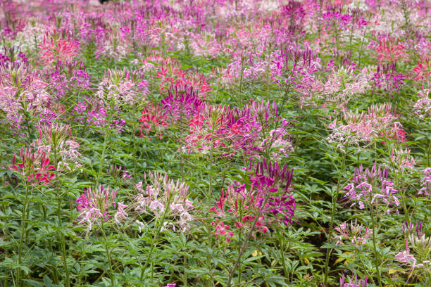 istock Spiny Spider flower also know as Cleome Spinosa blooming in sunny garden 1424894020
