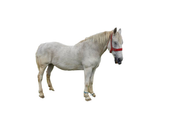 istock Horse isolated on white background 1424894175