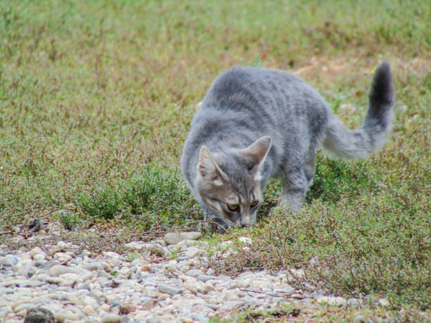 istock Gray cat in Romania. Pet 1424894192