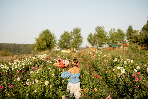Woman as a farmer carries freshly picked up colorful dahlias, walking between flower rows on farm at countryside. Wide view on flower field