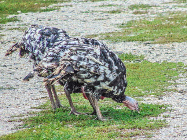 istock Turkeys in Romania, in september 1424894651