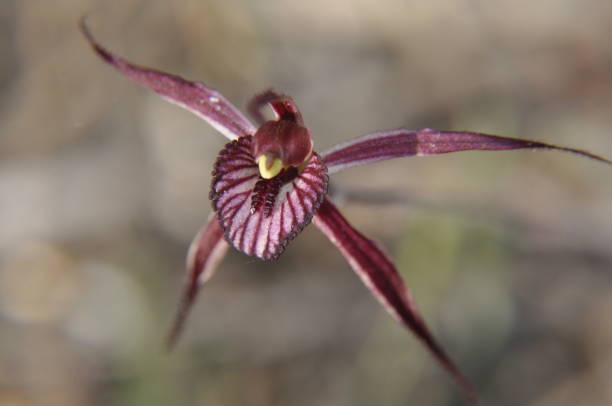 istock Close up view of a prisoner orchid 1424894715