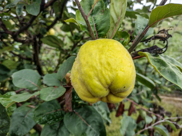 istock quince apple on the tree in autumn 1424894827