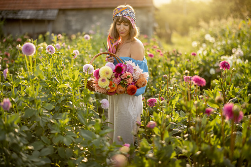 Portrait of a young stylish woman stands with a basket full of colorful freshly picked up dahlias on rural flower farm on sunset