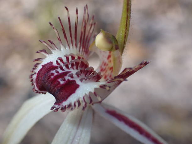 istock Cross between a green and a white spider orchid 1424897417