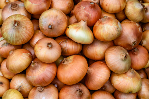 istock Photography on theme beautiful onion vegetable plant 1424898539