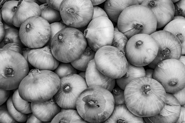 Photography on theme beautiful onion vegetable plant