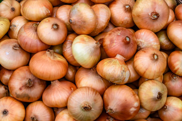 istock Photography on theme beautiful onion vegetable plant 1424898573