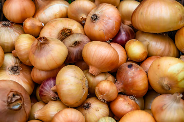 istock Photography on theme beautiful onion vegetable plant 1424898595