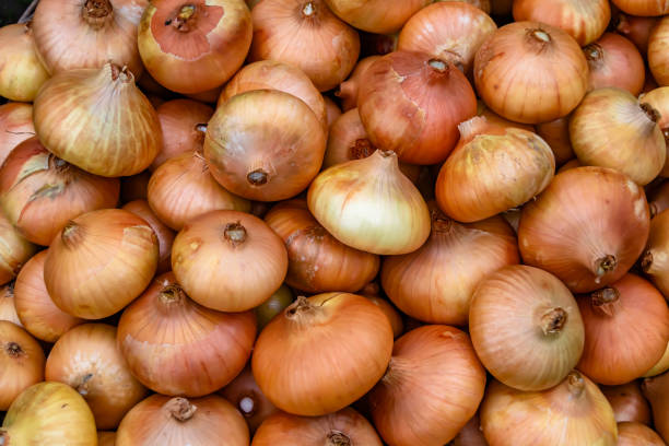 istock Photography on theme beautiful onion vegetable plant 1424898605