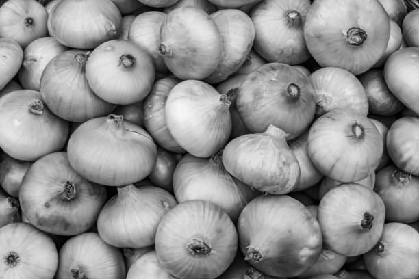 Photography on theme beautiful onion vegetable plant