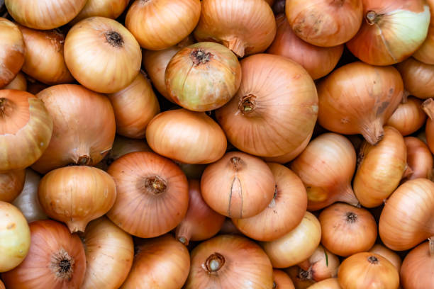 istock Photography on theme beautiful onion vegetable plant 1424898688