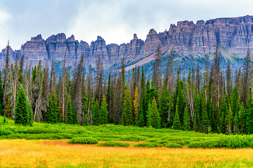 A meadow surrounded by forest with cliffs in the background in the northeastern area of the state of Wyoming, USA