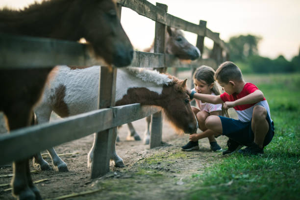 un bambino piccolo entusiasta dei cavalli nella stalla.fattoria, campagna - mammifero ungulato foto e immagini stock