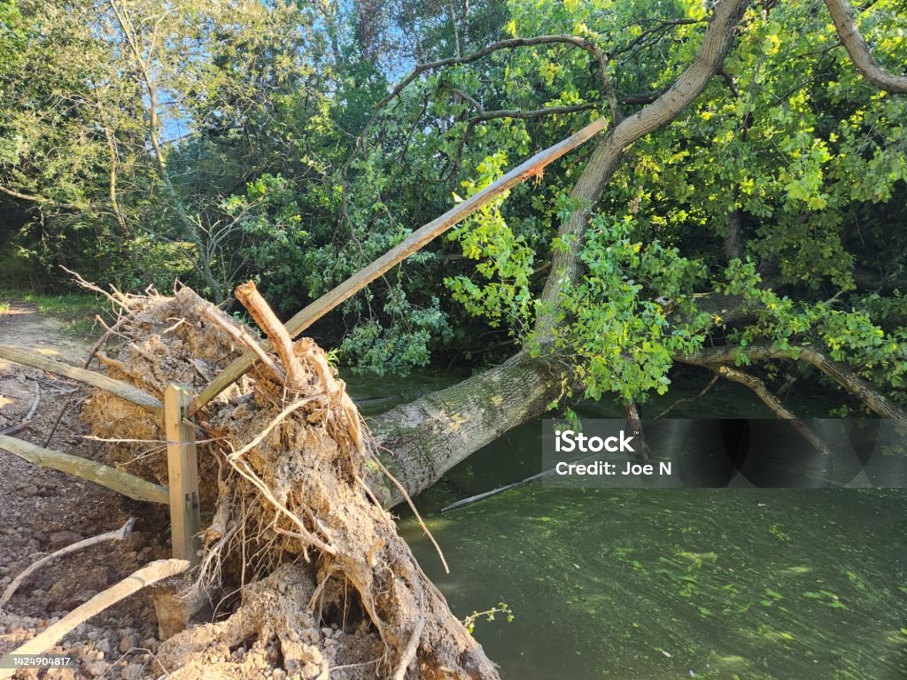 Tree That Has Fallen Down Stock Photo - Download Image Now - Accidents ...