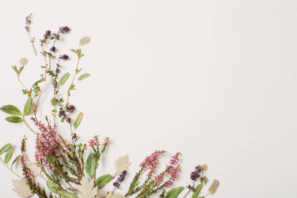 istock dried flowers on white background 1424907361