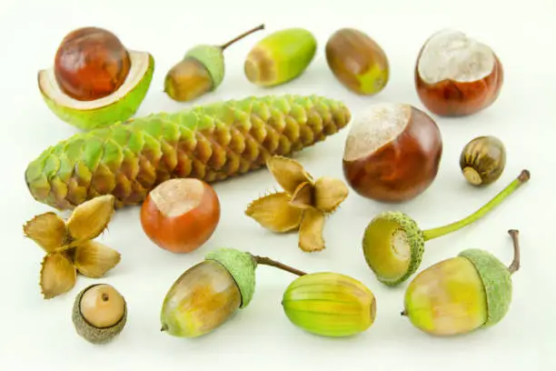 Autumn fruits with chestnuts and acorns closeup