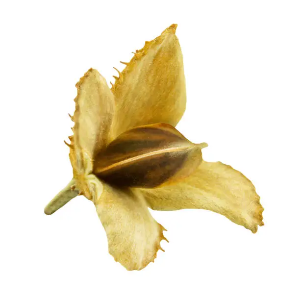 1 Autumn beech  nut isolated on white background closeup