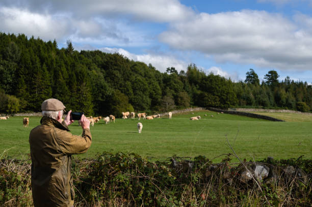 istock Senior man photographing a group of beef cattle 1424917715