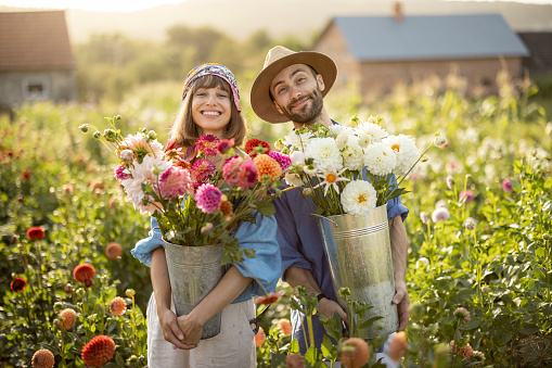 Portrait of cheerful man and woman stand as farmers with buckets full of freshly picked up dahlias while working at flower farm outdoors on sunset
