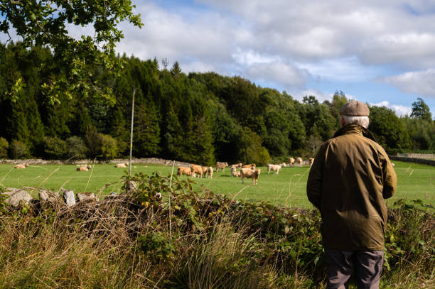 istock Senior man looking at livestock in a field 1424917878