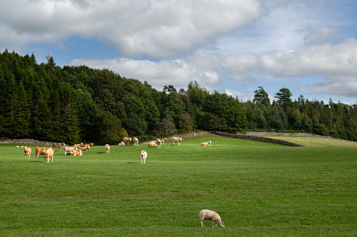 One sheep and a herd of beef cattle in a field on a bright Autumn morning in Scotland