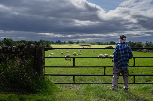 Senior man looking at a flock of sheep in a field on an Autumn morning in Scotland