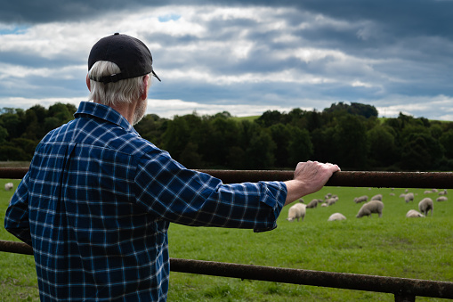 Mature man leaning on a gate while looking at a flock of sheep grazing in a field in Scotland