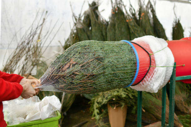 istock Salesman being wrapped up a Christmas tree packed in a plastic net 1424921347