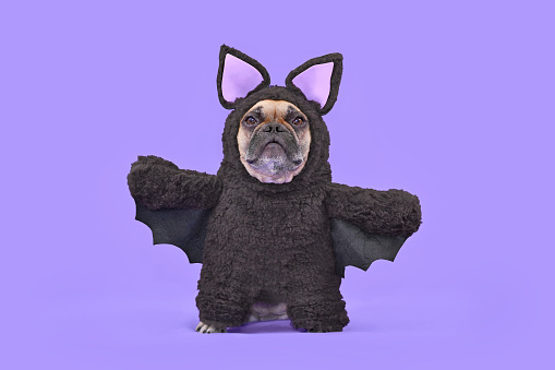 Disfraz de perro de Halloween. Bulldog francés con divertido disfraz de murciélago casero photo