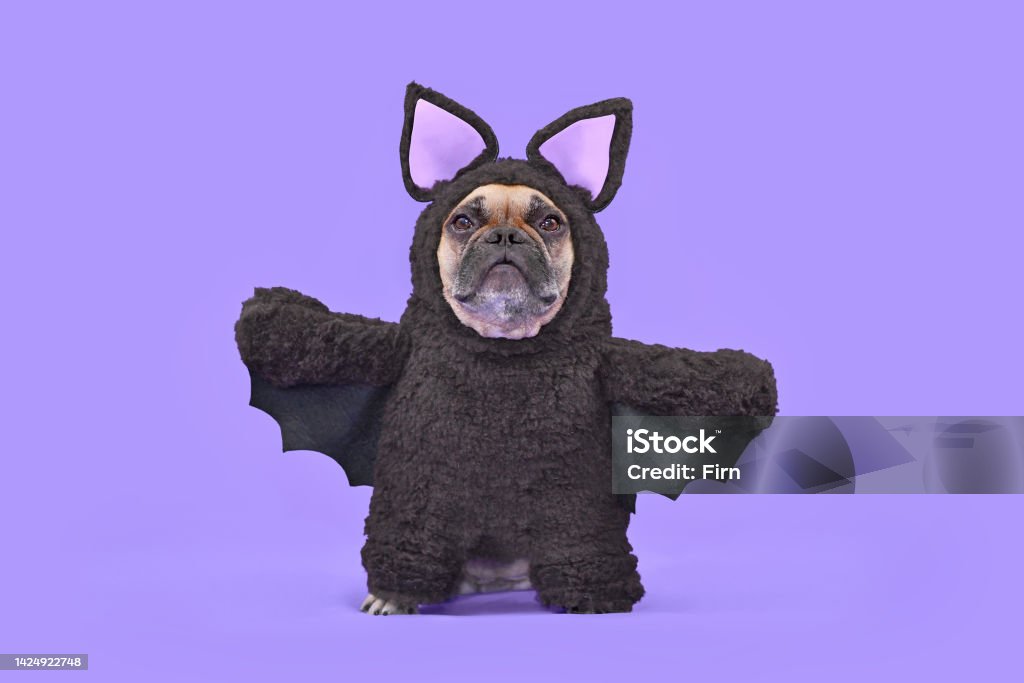 Halloween dog costume. French Bulldog wearing funny homemade bat costume Halloween dog costume. French Bulldog wearing funny homemade full body bat costume in front of purple background Bat - Animal Stock Photo