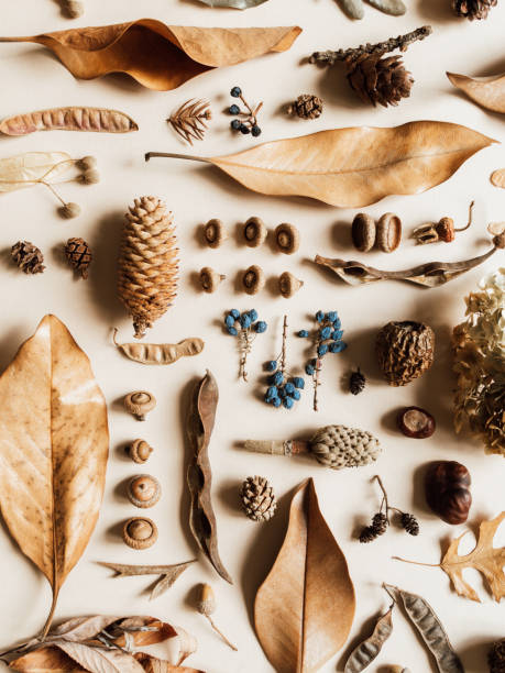 istock Flat lay autumn composition. Knolling made of various fall forest materials. 1424923975
