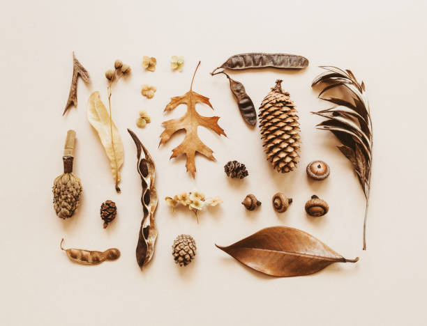 Flat lay autumn composition. Knolling made of various fall forest materials.