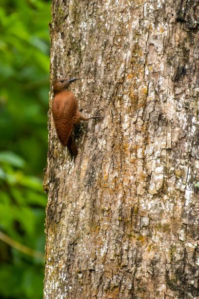 pájaro carpintero rufo (micropternus brachyurus) - tampines fotografías e imágenes de stock