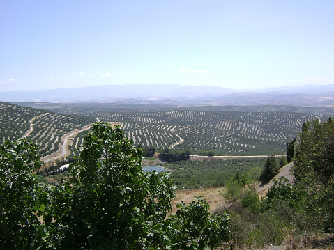 Picture of the typical Andalusian fields, full of olives. Image taken in Ubeda, Jaen.