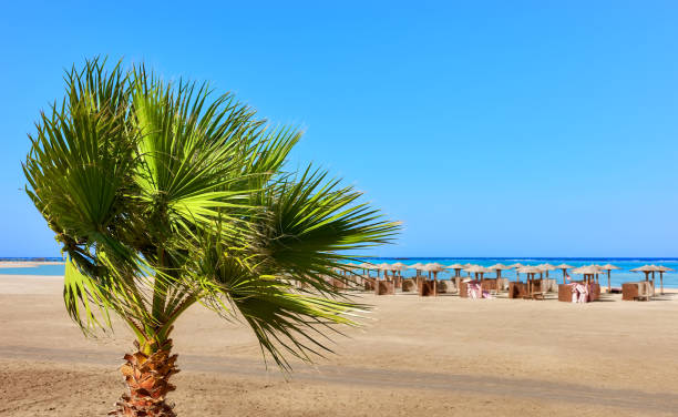 istock Doum palm tree by a beach with sun umbrellas in distance. 1424930809