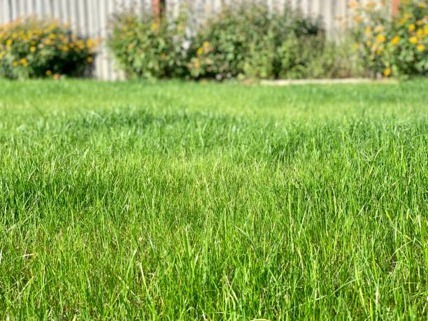 istock Background from green grass. Place for text. 1424931935