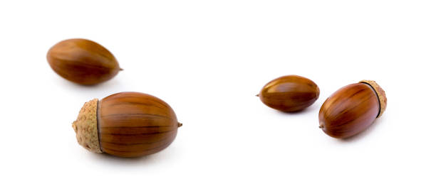istock Ripe acorns isolated 1424935075