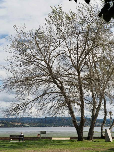 istock Figure and shape of tree in Sada, Galicia 1424935512