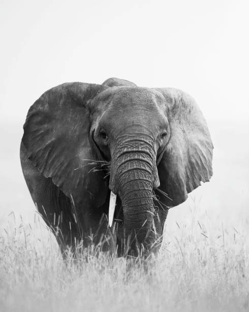 istock Portrait of African elephant (Loxodonta) 1424937043