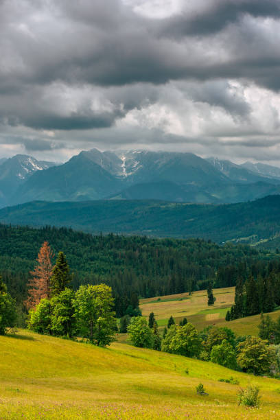 tatras mountains, green rolling hills of meadows and wild forest at summer - ridge mountain wilderness area poland imagens e fotografias de stock