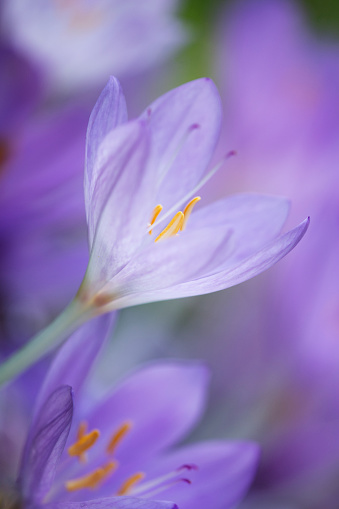 Top view of flowering purple crocus in spring garden - elective focus, copy space