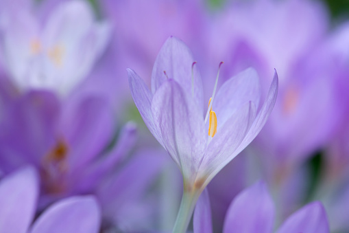 Crocus, Field, Flower, Springtime, Blossom