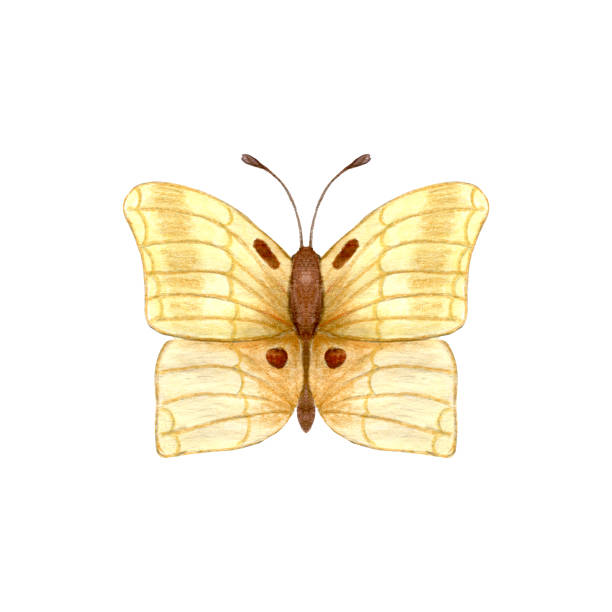 illustrations, cliparts, dessins animés et icônes de papillon. papillon jaune aquarelle isolé sur fond blanc - yellow background square macro rough