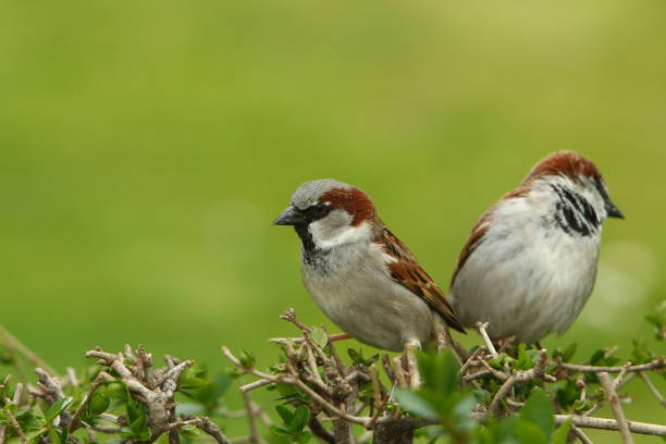 istock birds with a green natural background 1424940354
