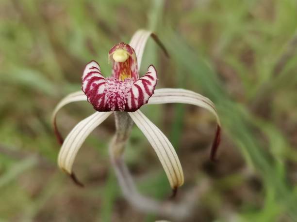 The drooping spider orchid has a wide labellum with strong red striping