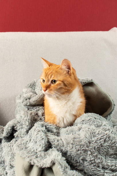istock A red cat wrapped in a warm blanket. 1424941507