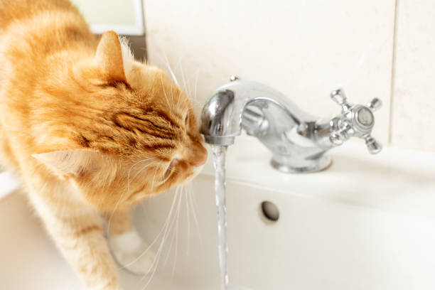 istock Red cat drinks water from the faucet. 1424941528