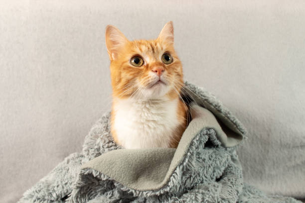 istock A red cat wrapped in a warm plaid. 1424941536
