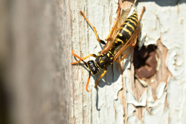 istock Wasp queen sits on the wall in autumn. 1424941645